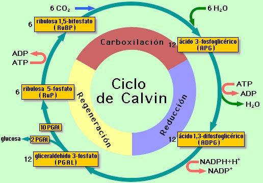 Ciclo de Calvin: explicación y ejemplos - Mi apunte escolar