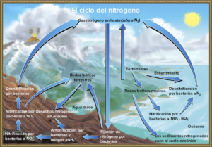 Ciclo de nitrógeno en ecosistema