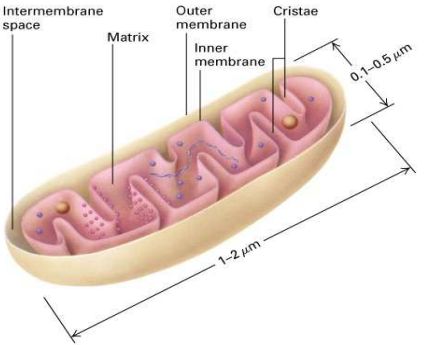 Matriz mitocondrial
