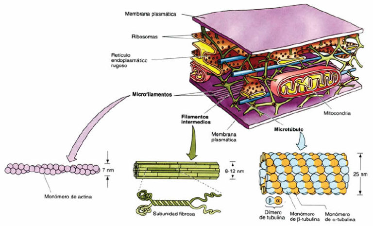 Citoesqueleto ¿qué es? Explicación y ejemplos - Mi apunte escolar
